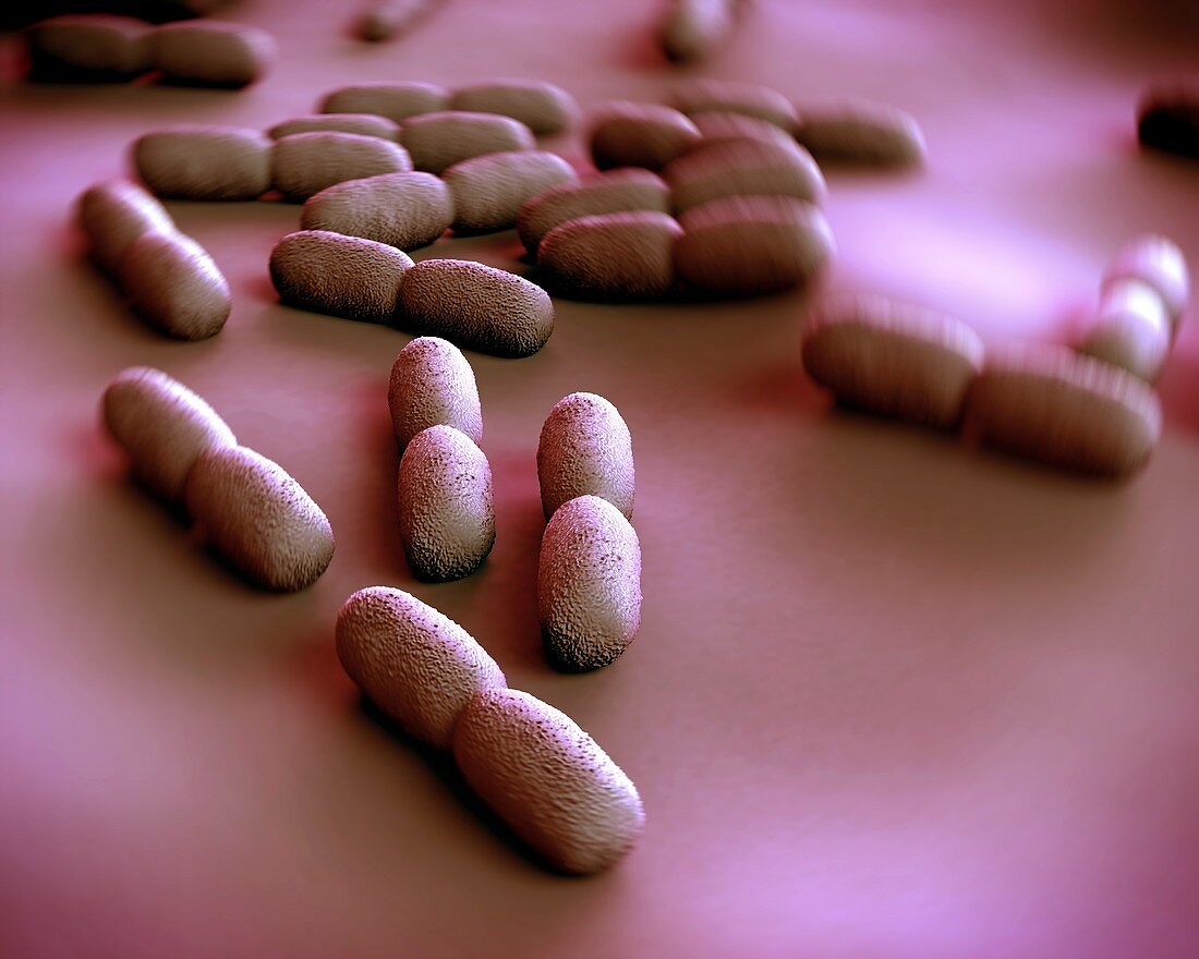 Listeria bacteria,artwork