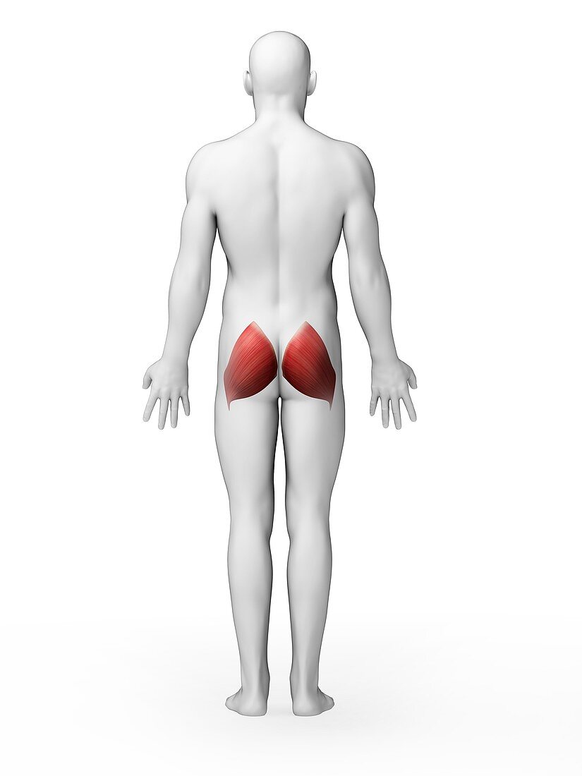 Human buttock muscles,artwork
