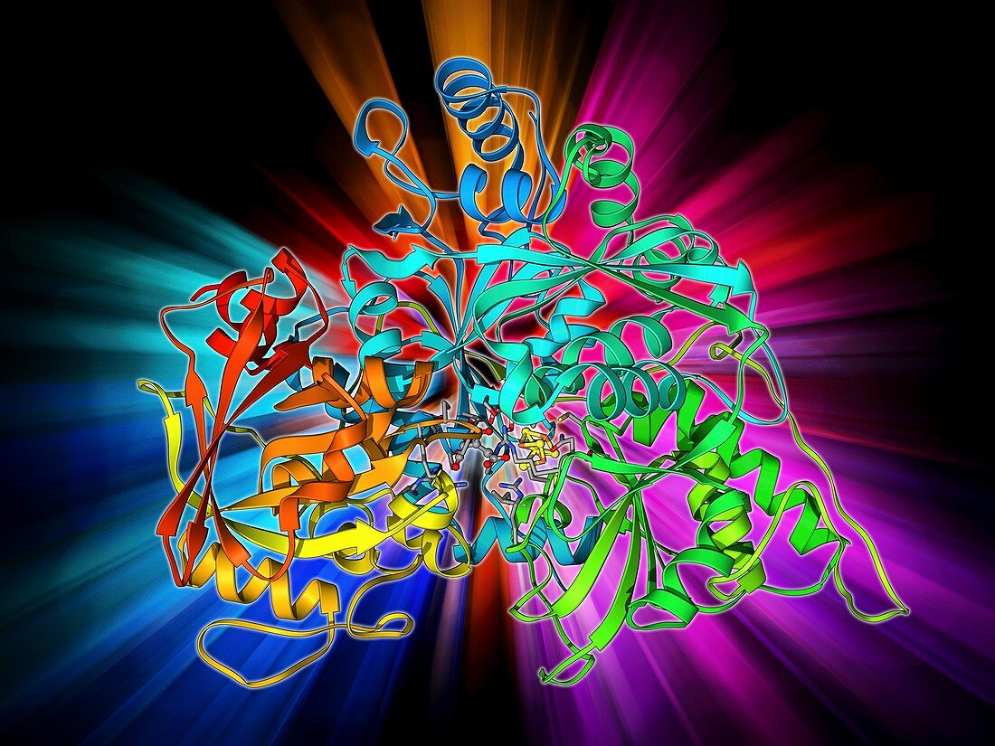 Metabolic enzyme molecule