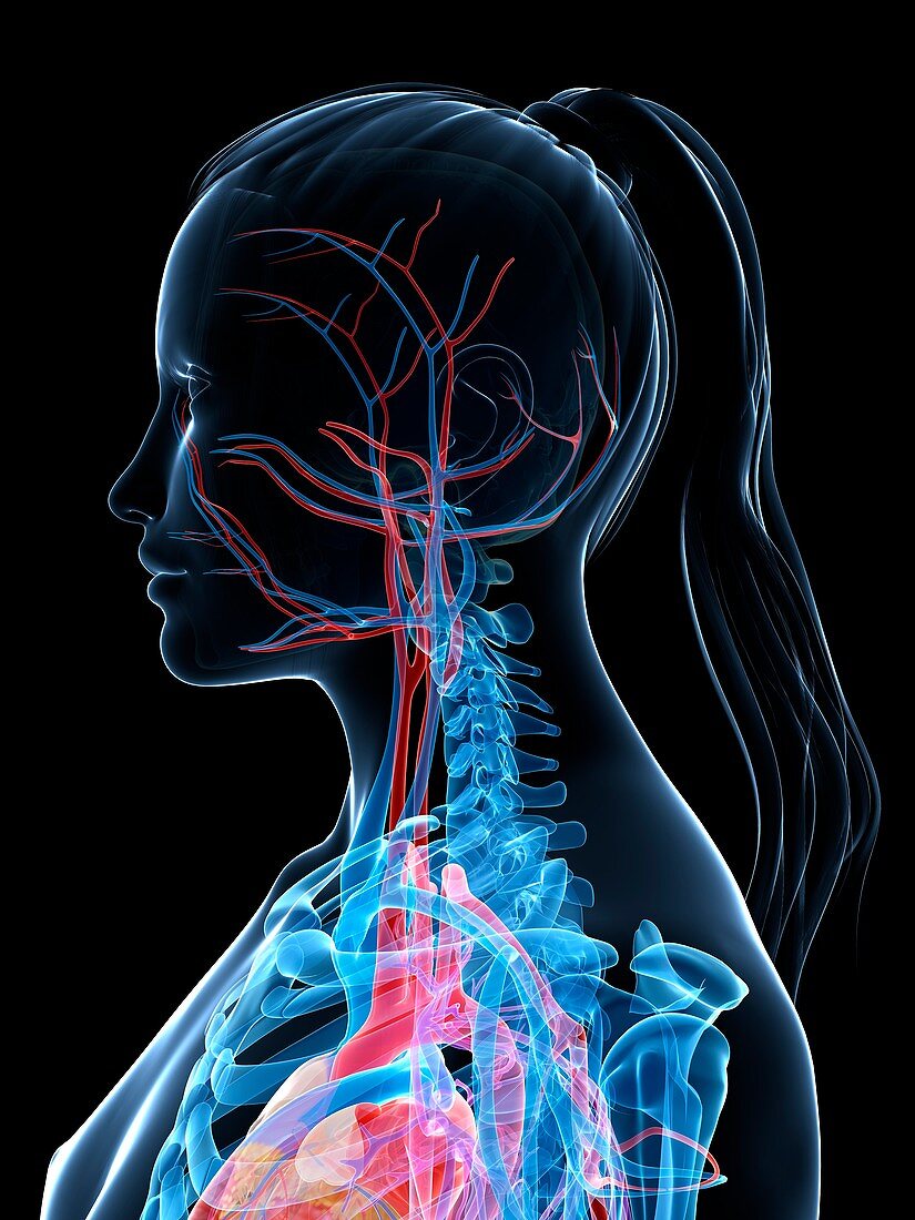 Female vascular system,artwork