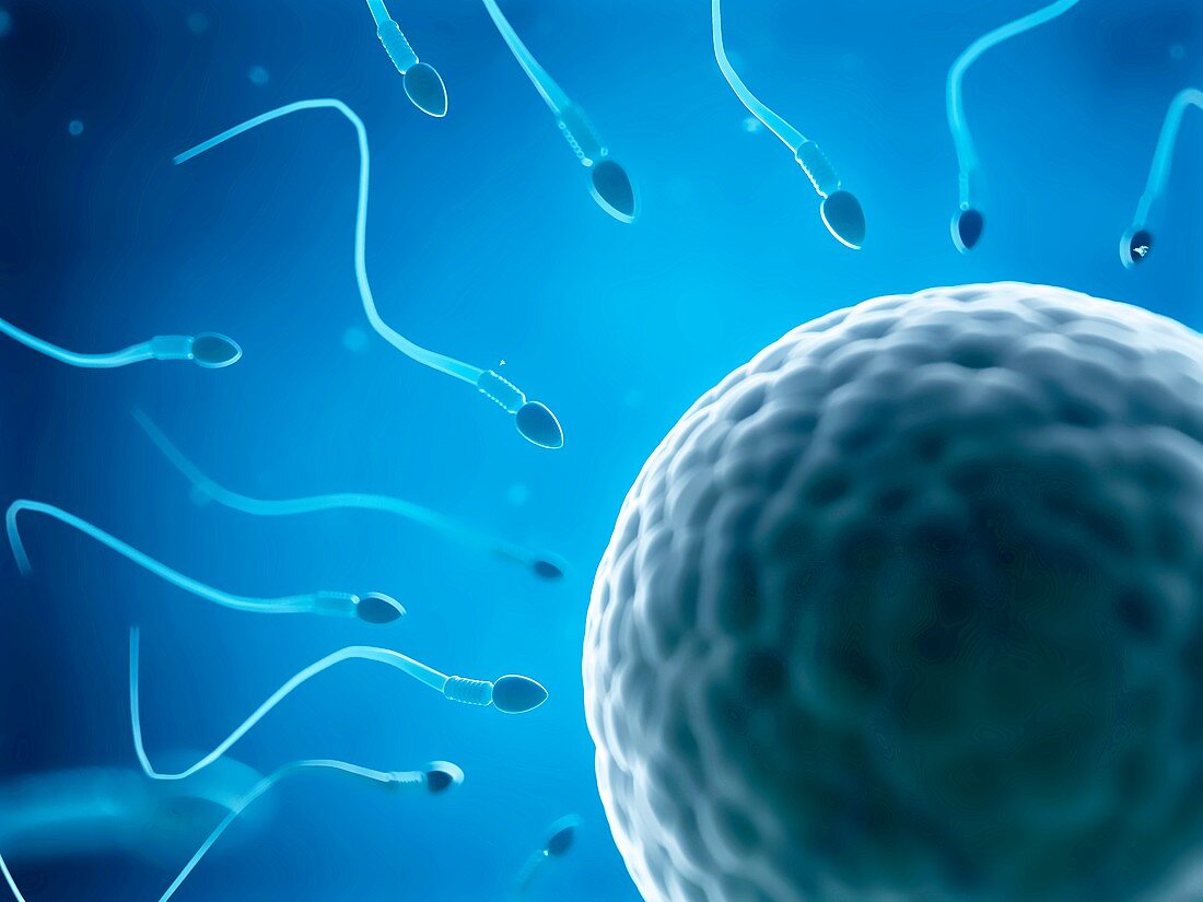 Human sperm and egg,artwork