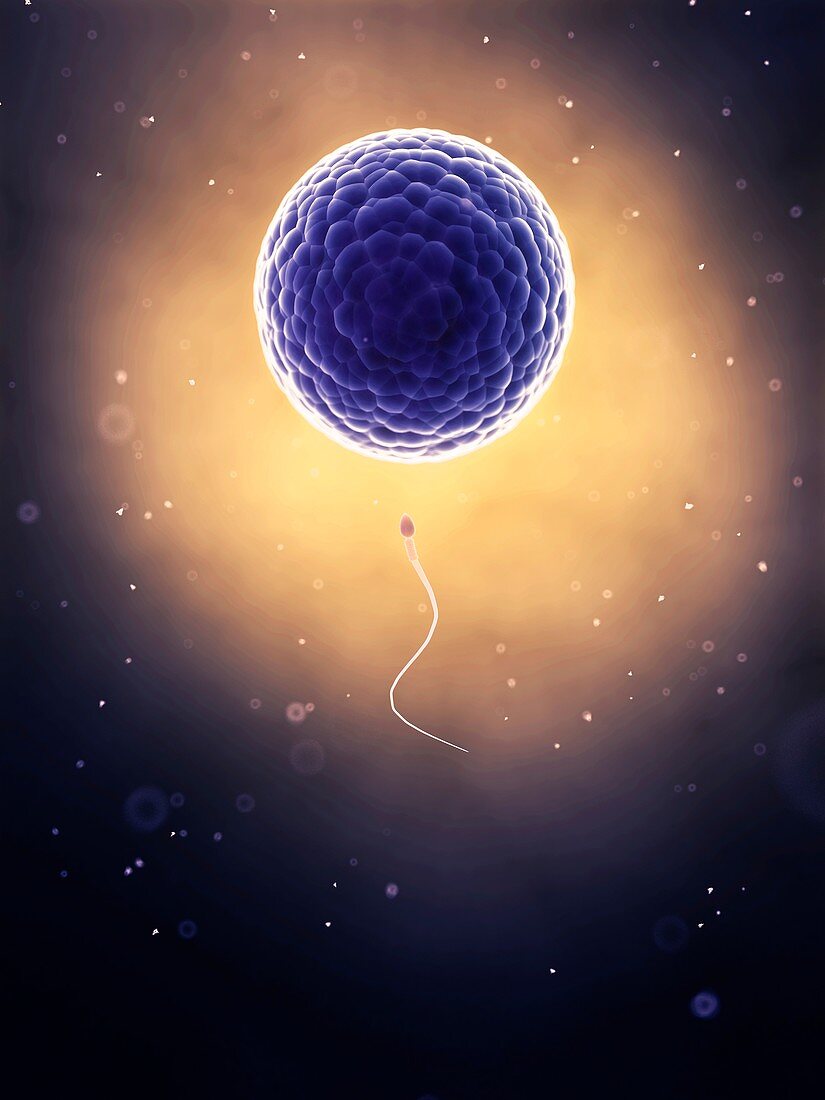 Human sperm and egg,artwork