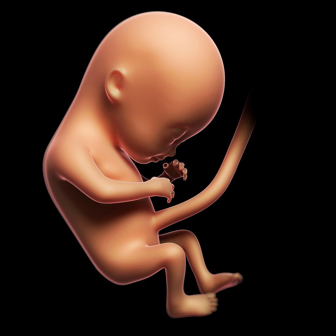 Foetus at 4 months,artwork