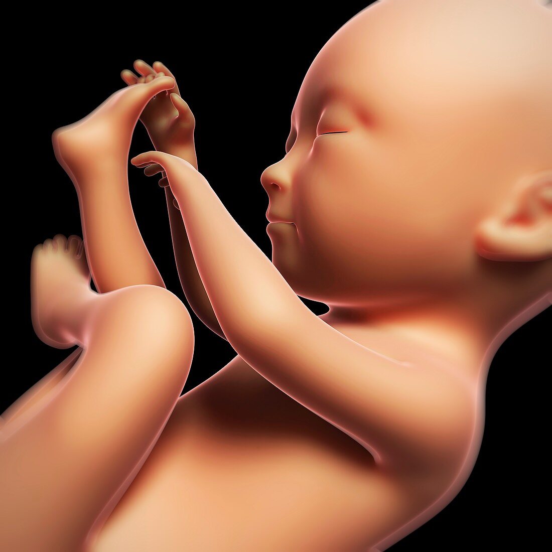 Foetus at 7 months,artwork