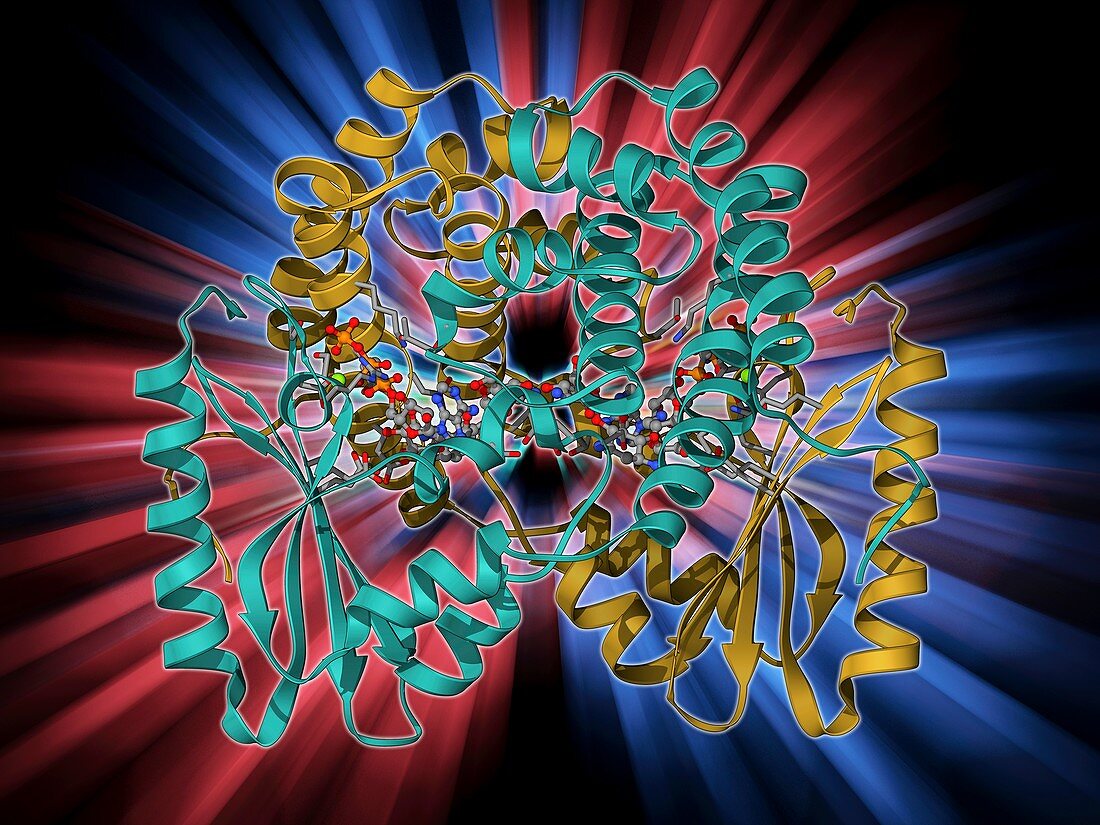 Antibiotic resistance enzyme molecule