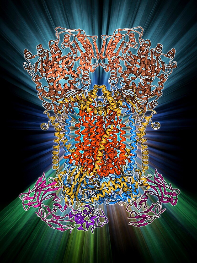 Cytochrome complex molecule