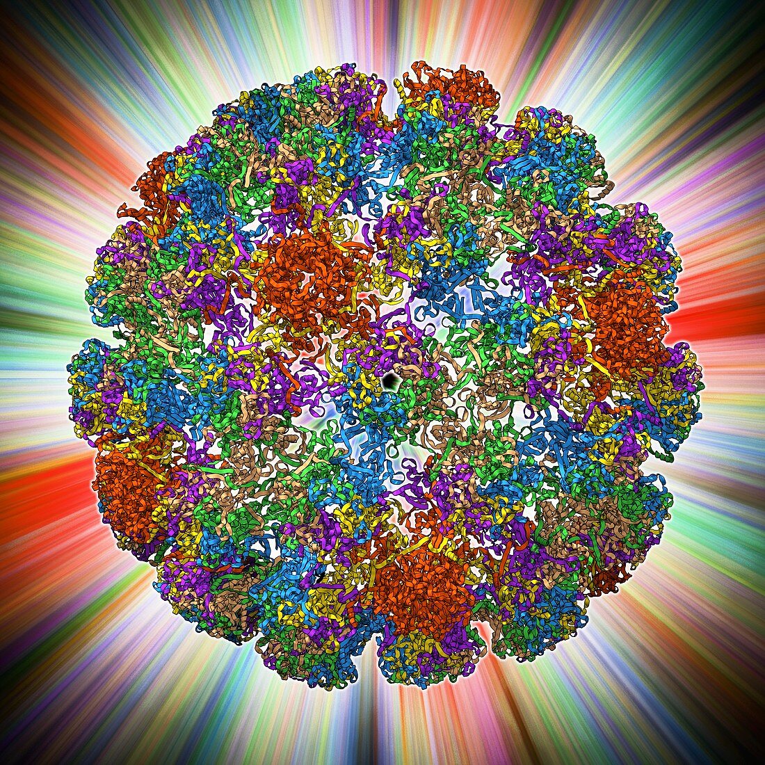 Human papilloma virus capsid