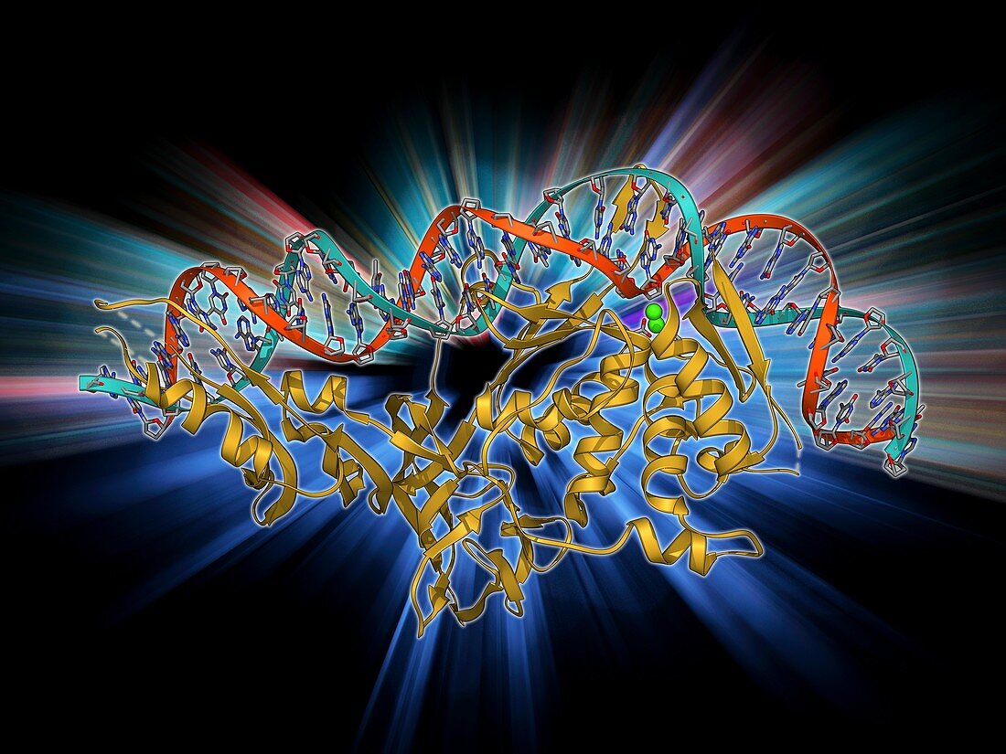Endonuclease and DNA,molecular model