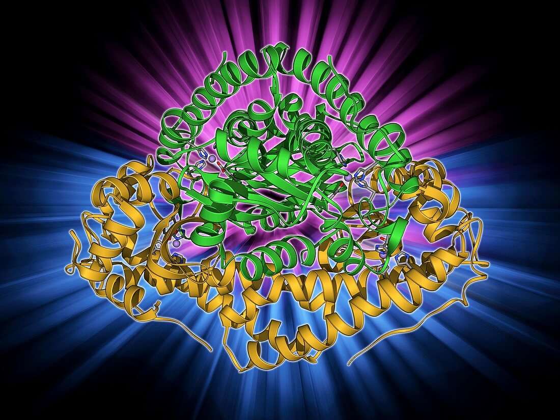 Manganese superoxide dismutase enzyme