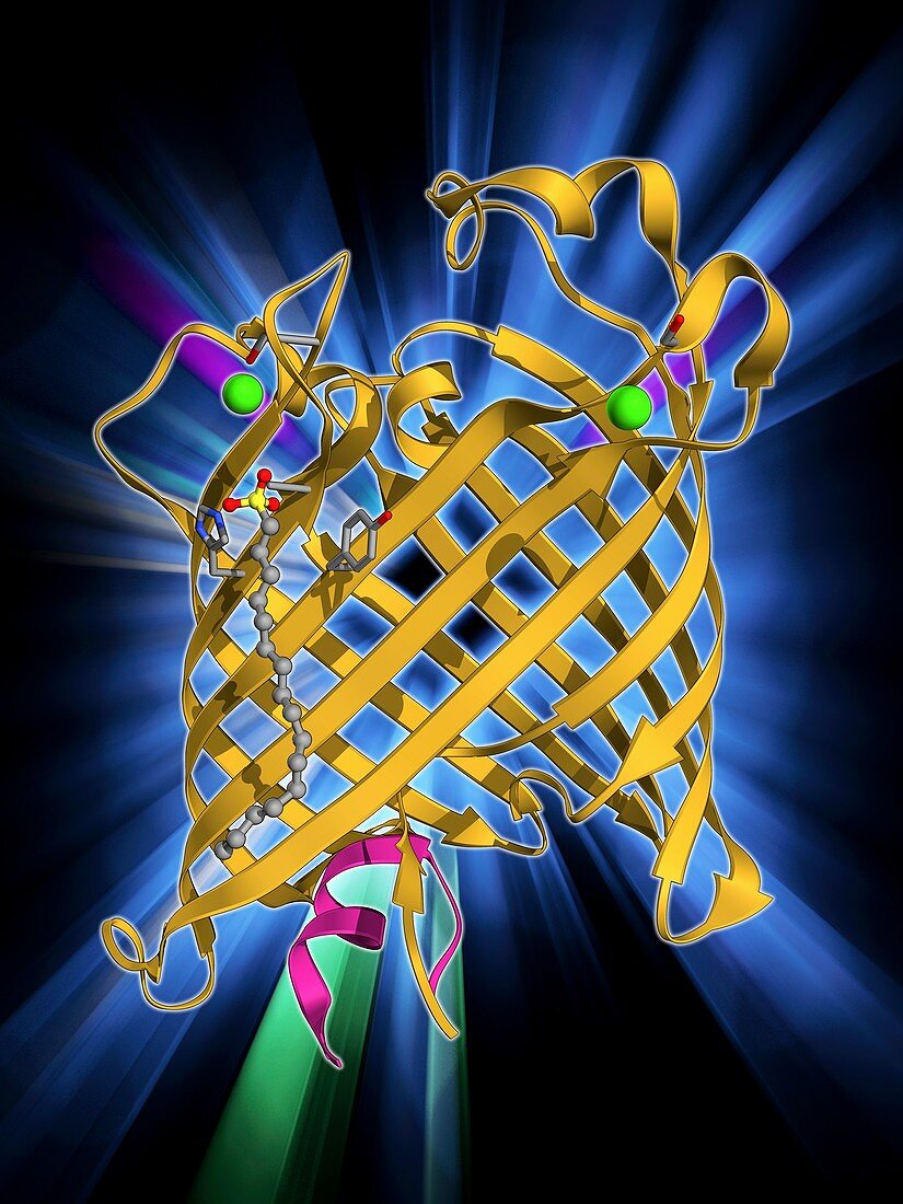 Outer membrane phospholipase A molecule