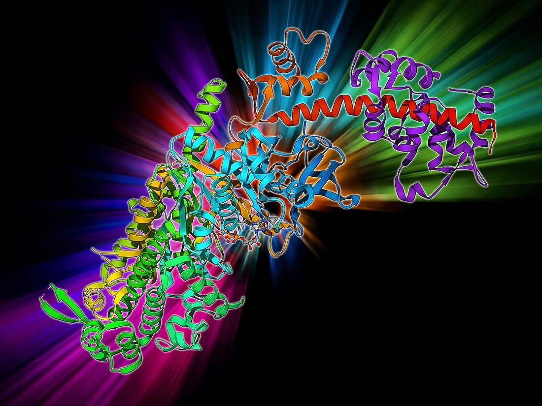 Molecular motor protein