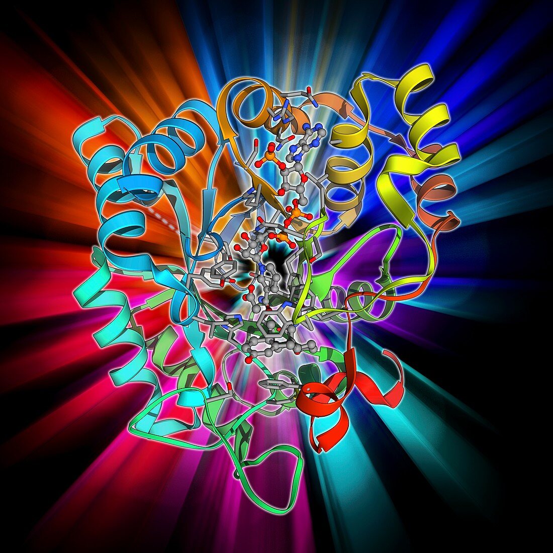 Hydroxysteroid dehydrogenase molecule