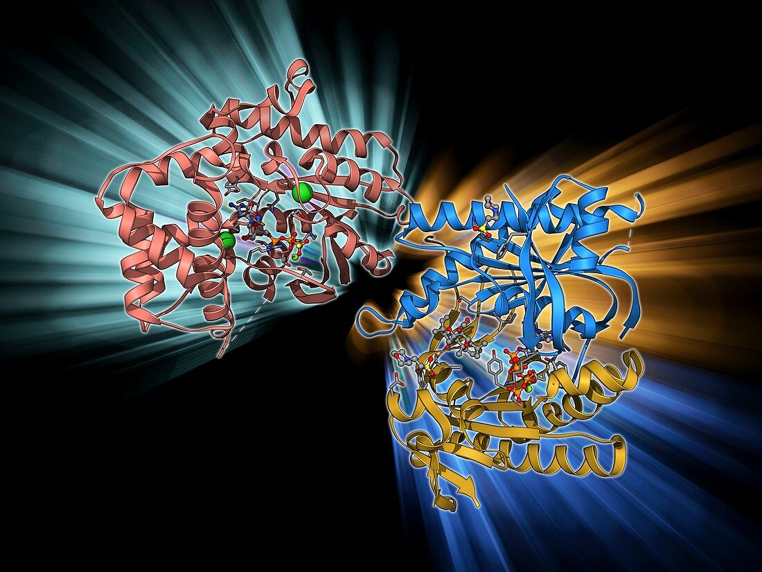 Adenylyl cyclase enzyme molecule