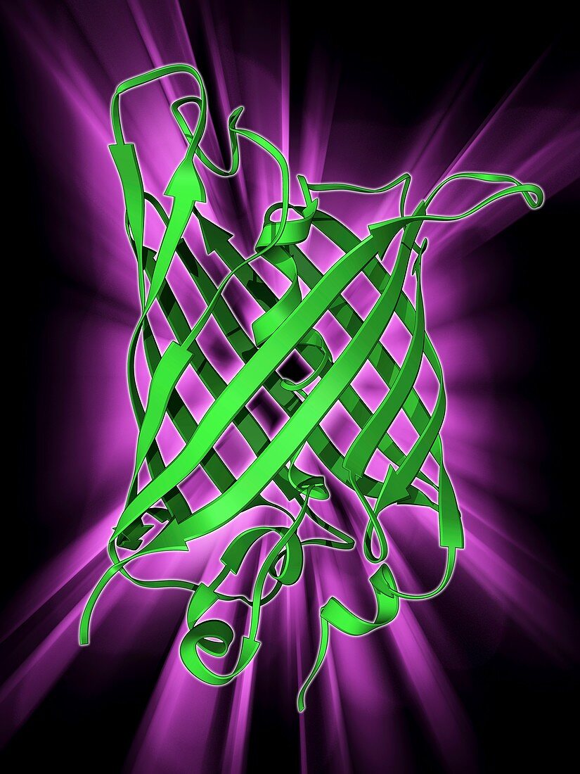 Green fluorescent protein molecule