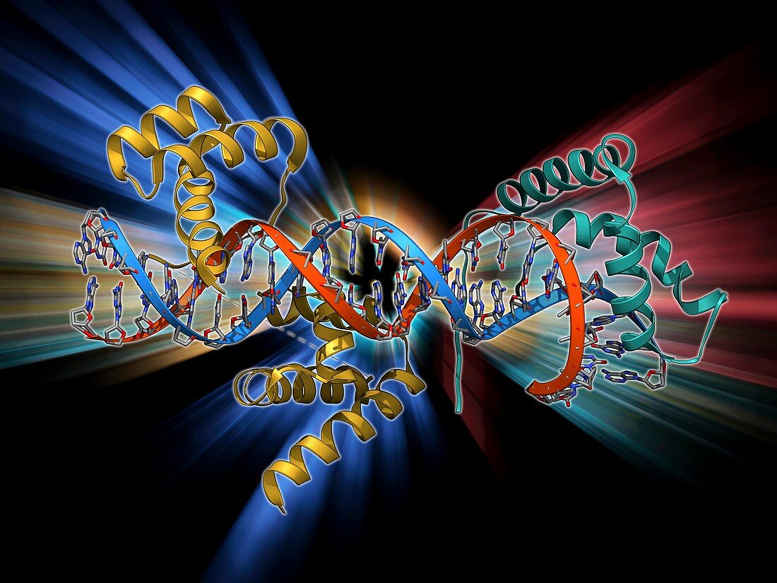 Transcription factors bound to DNA