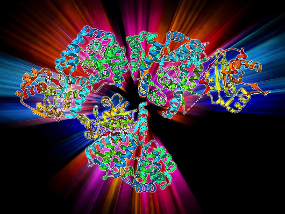 Lassa virus nucleocapsid protein