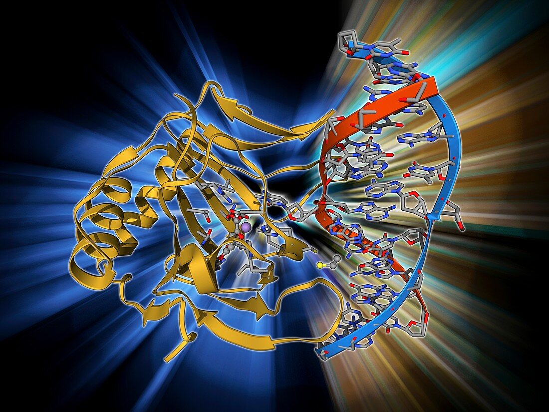 DNA repair enzyme,molecular model