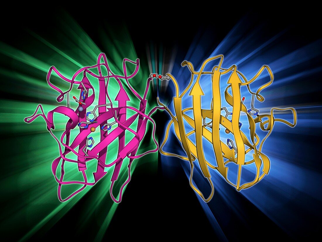 Copper,zinc superoxide dismutase enzyme