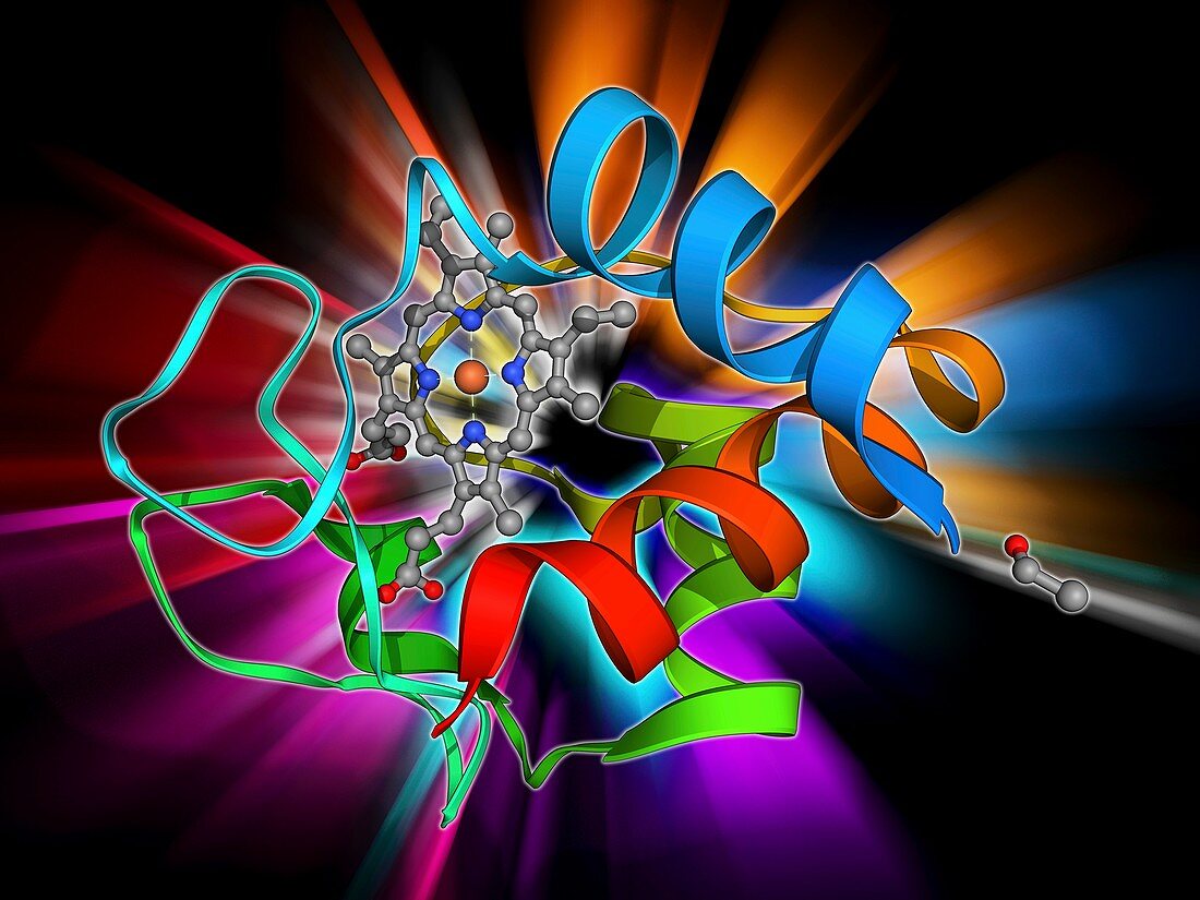 Cytochrome C,molecular model