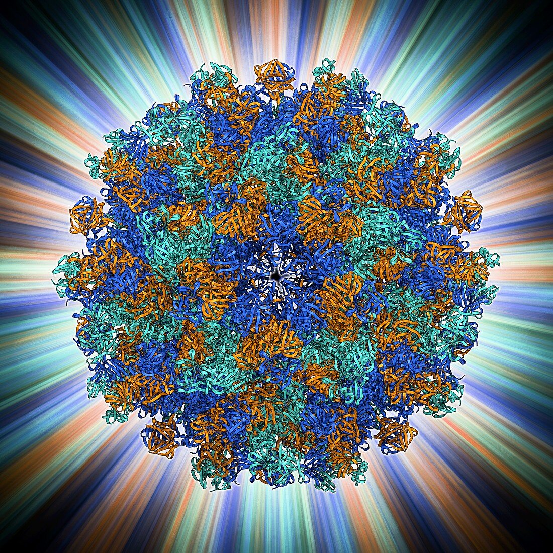 Hepatitis E virus capsid,molecular model