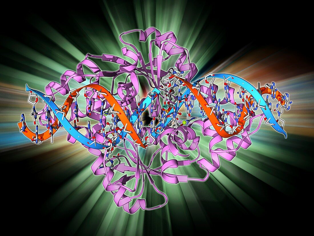 Transcription repressor protein and DNA