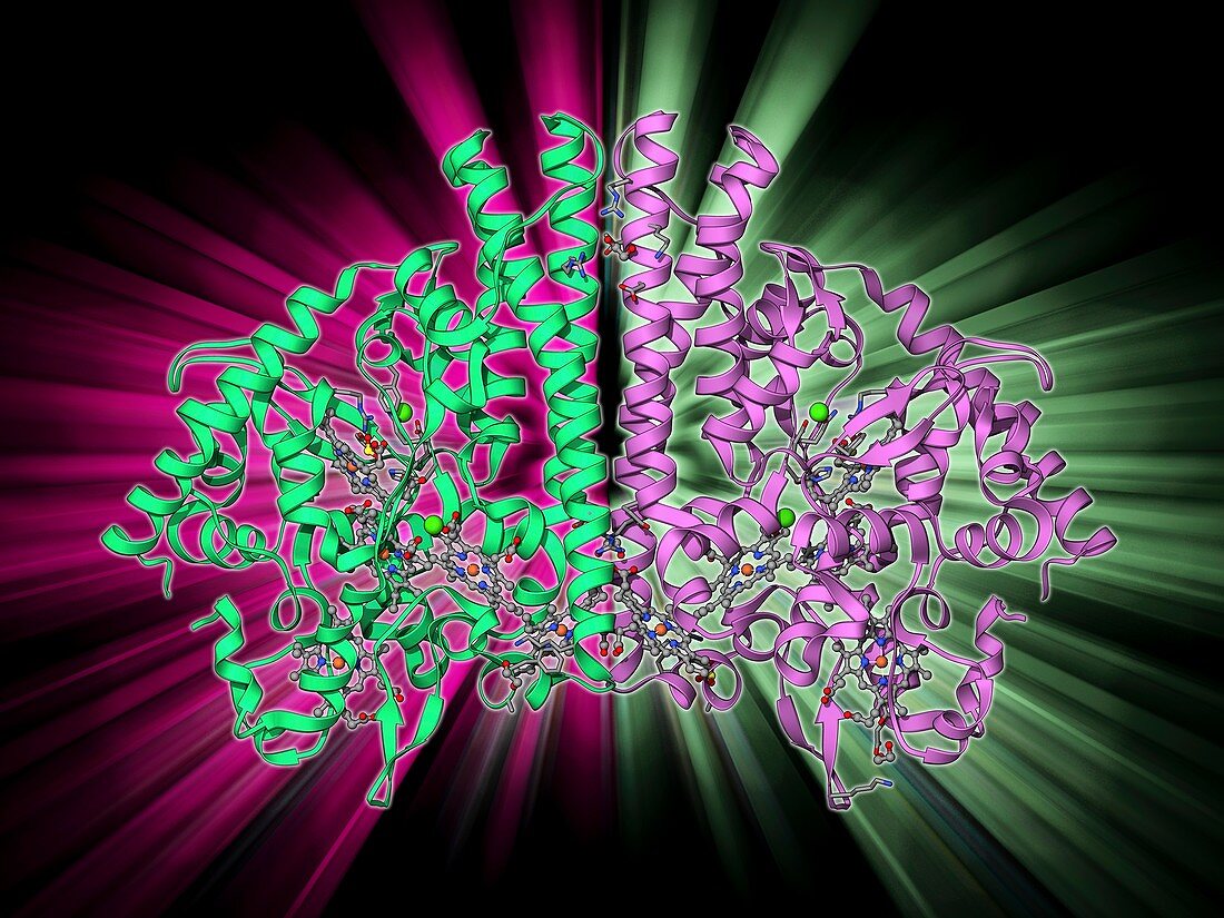 Cytochrome C,molecular model