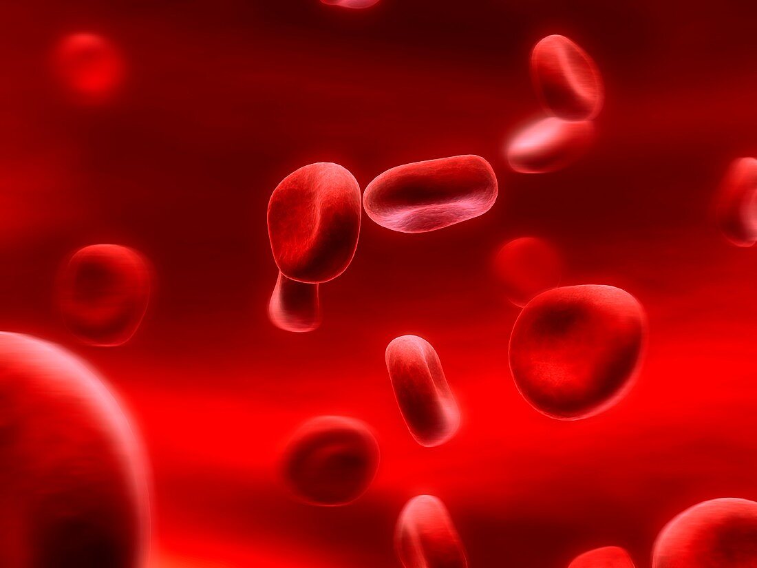 Human red blood cells,artwork