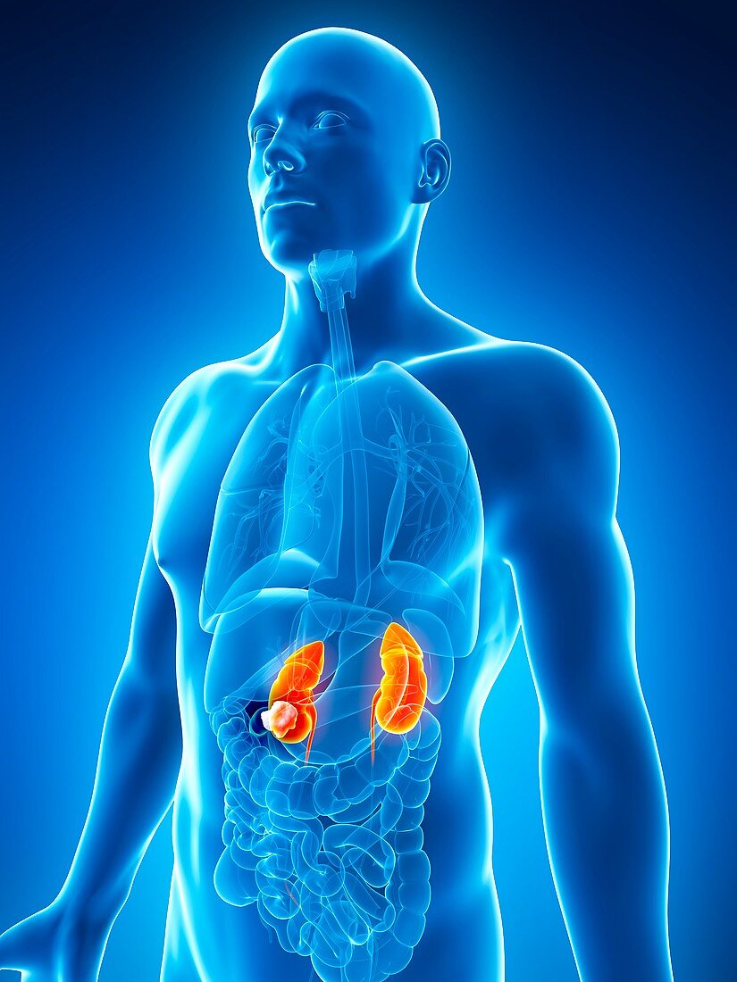 Male kidneys,artwork