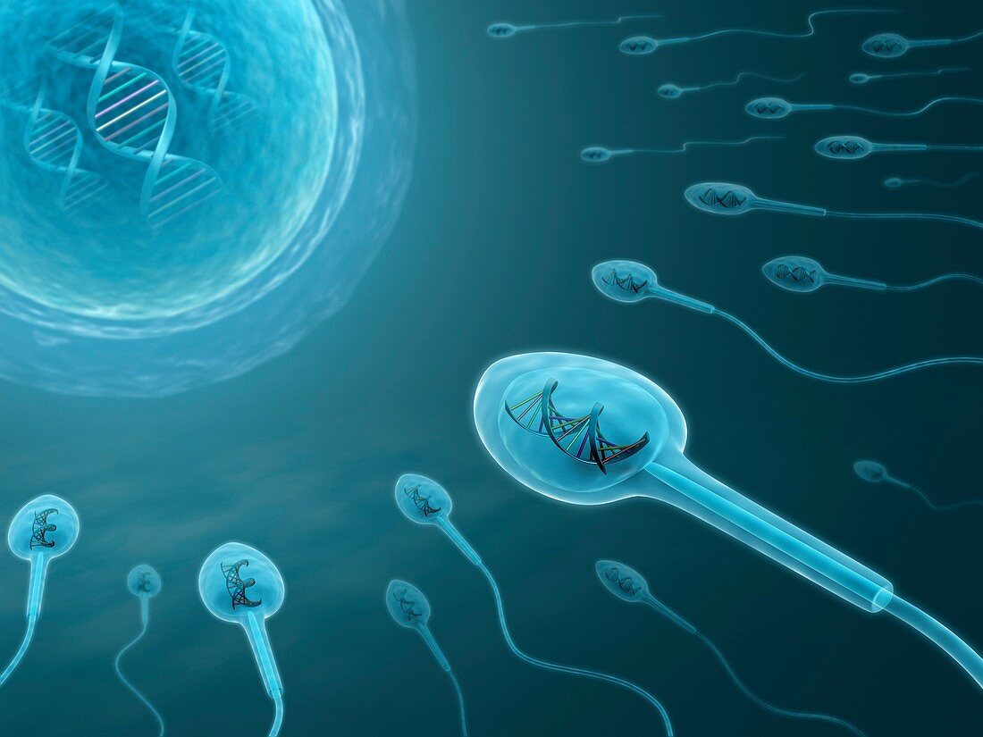 Human sperm with dna,artwork