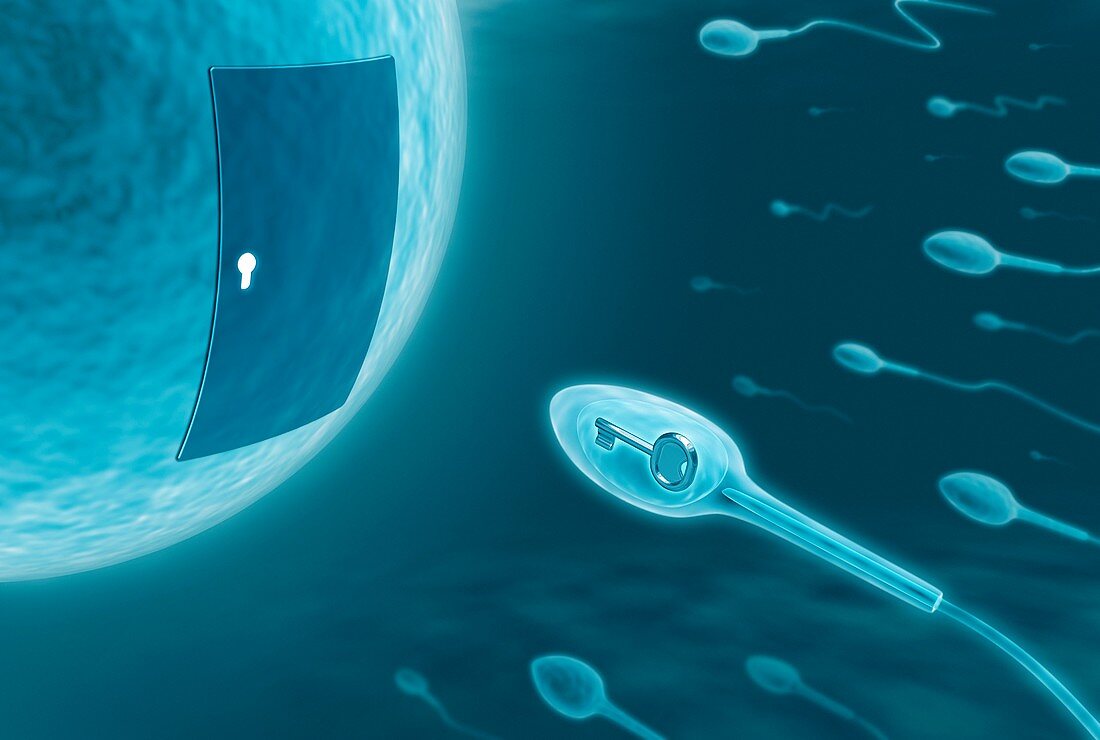 Human sperm and egg,artwork