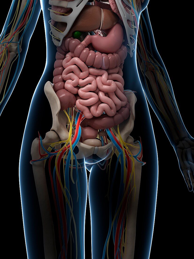 Female intestinal anatomy,artwork