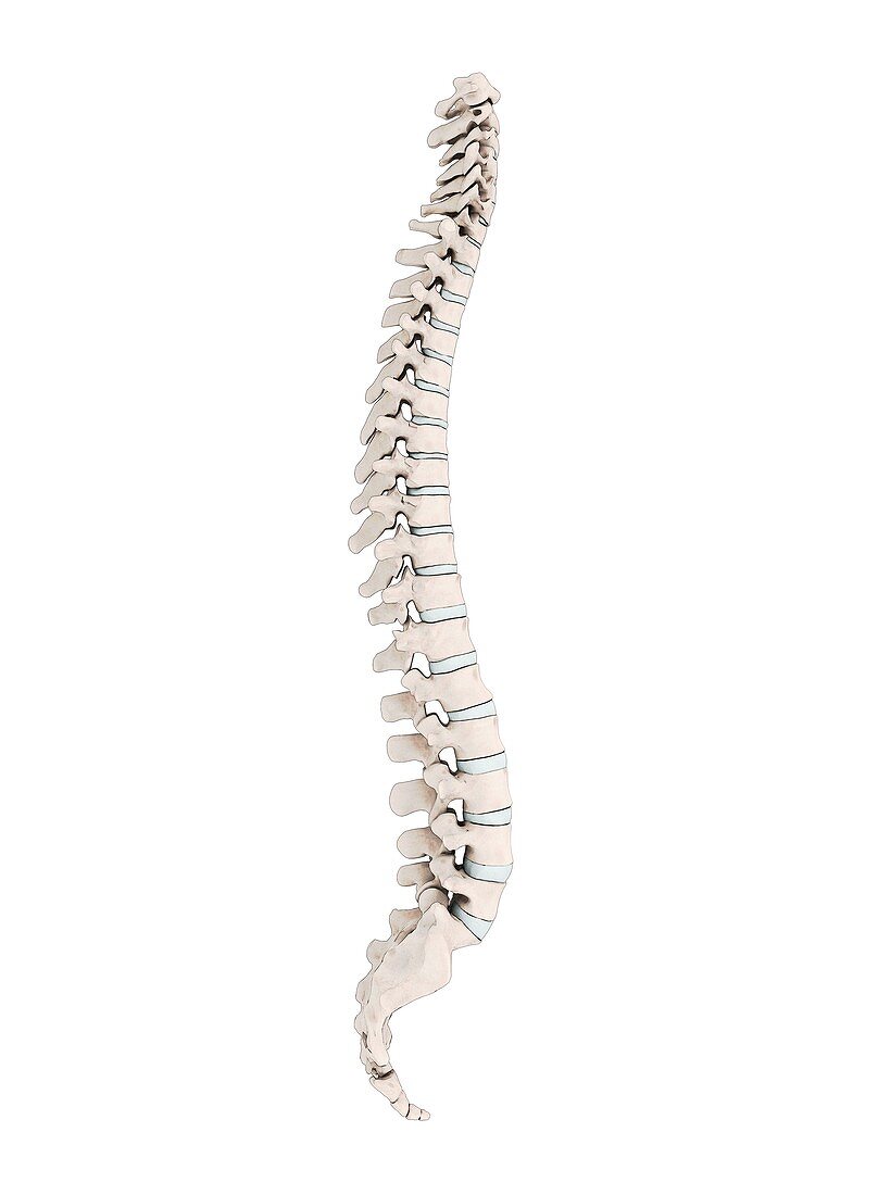 Human vertebra,artwork