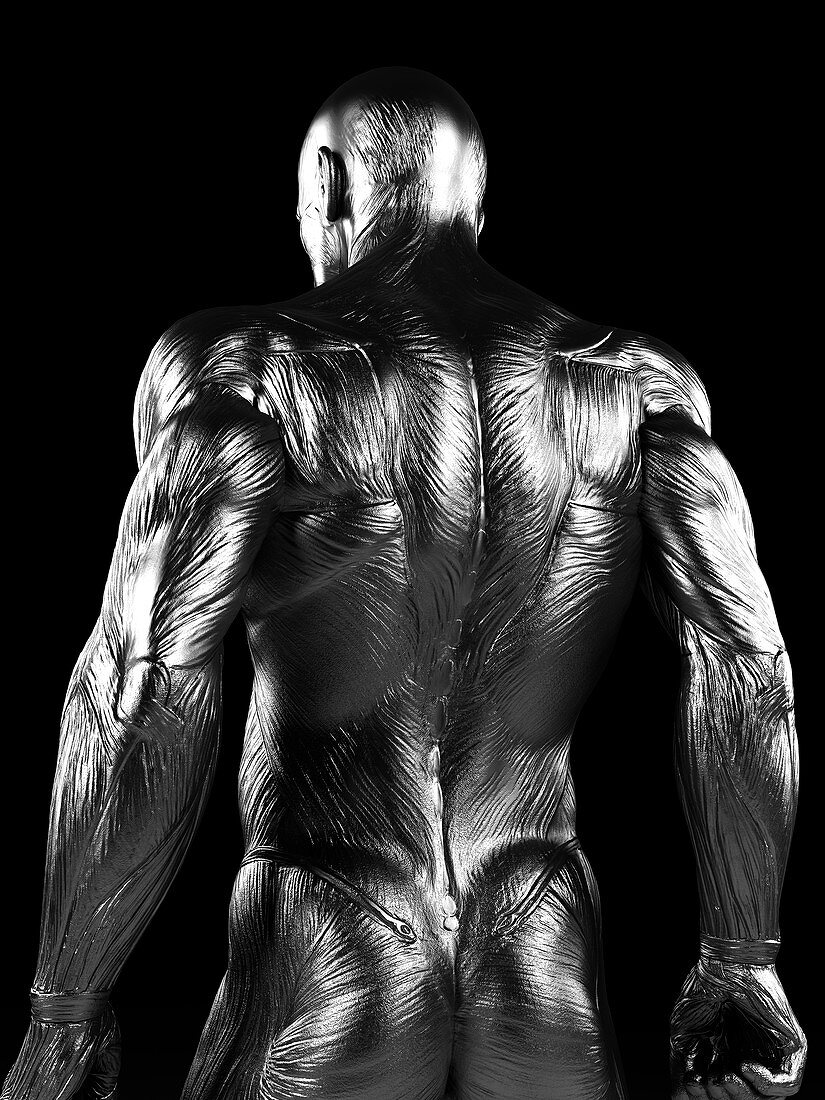 Human back muscles,artwork