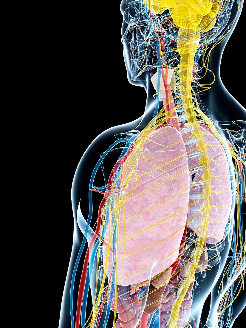 Human lung anatomy,artwork