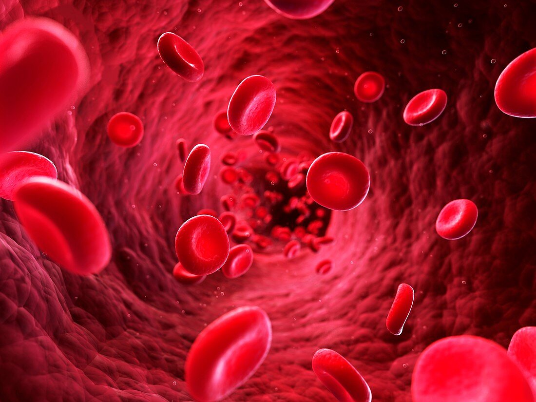 Human red blood cells,artwork