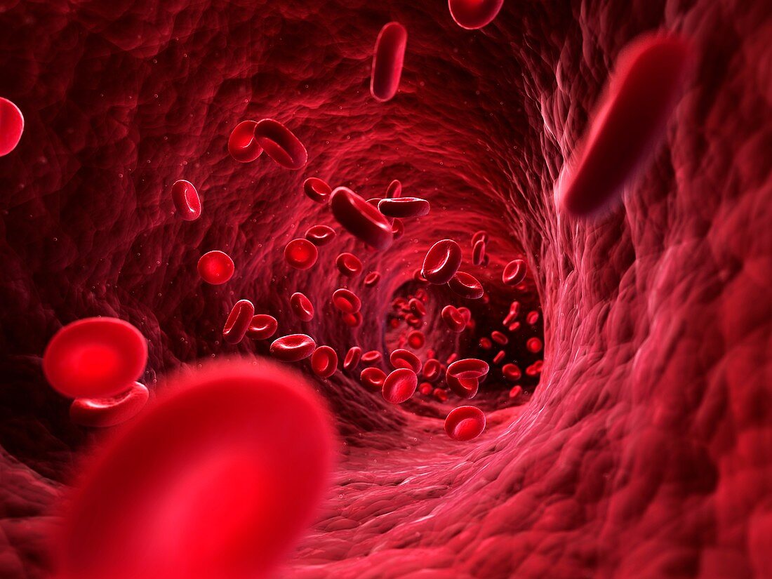 Human red blood cells,artwork