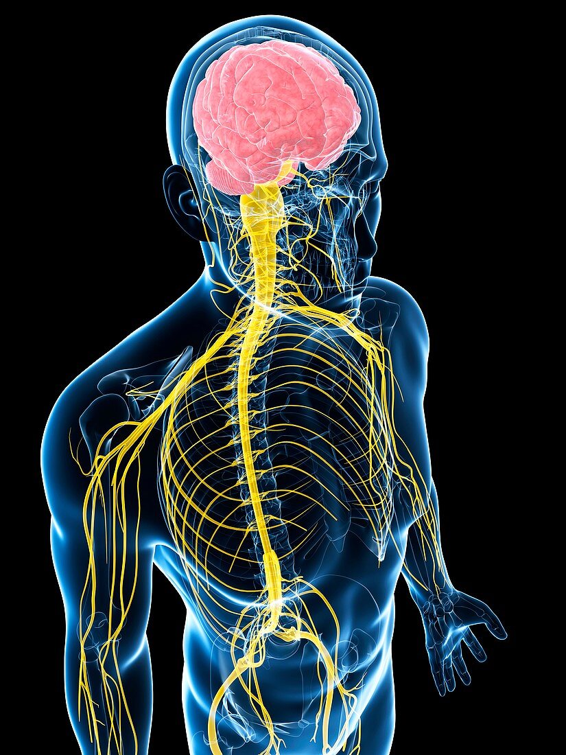 Human nervous system,artwork