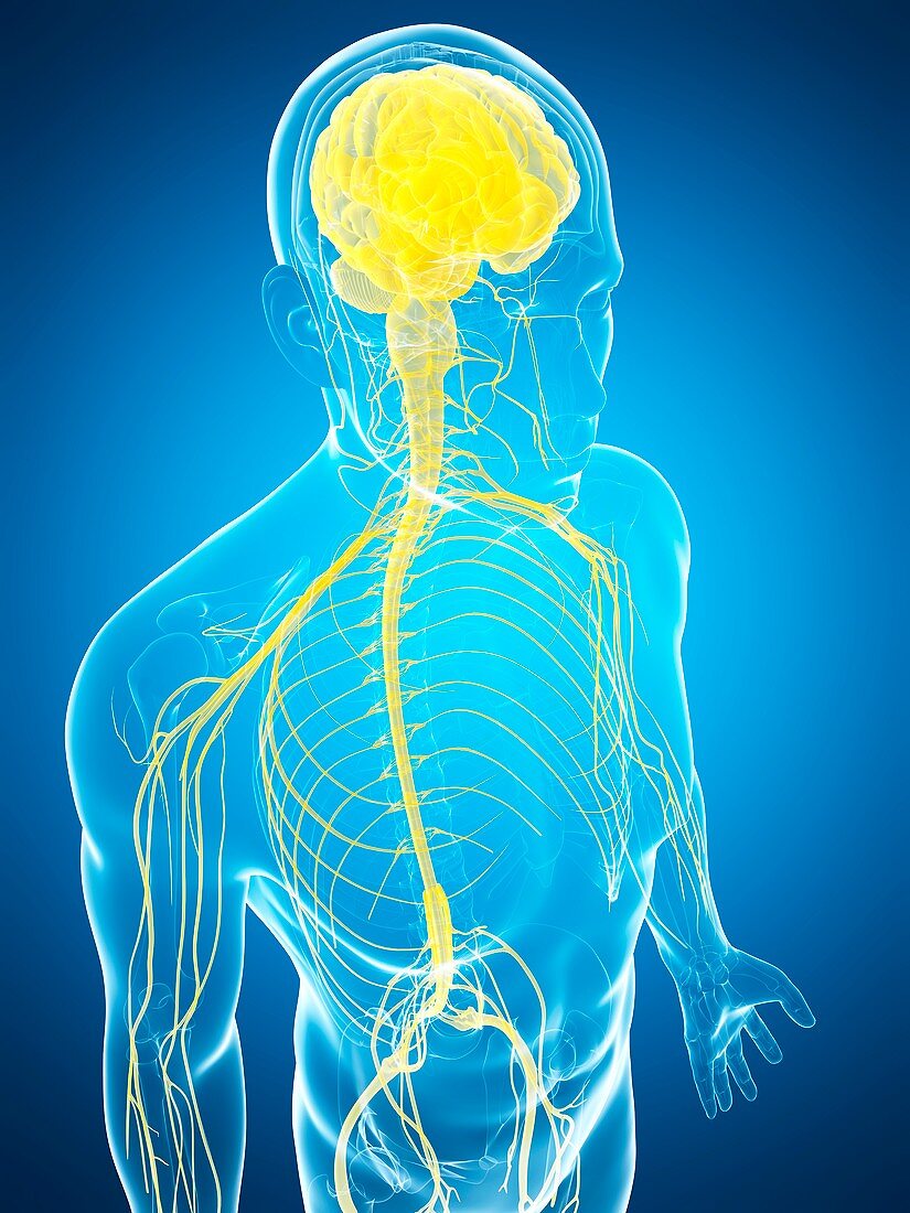 Human nervous system and brain,artwork