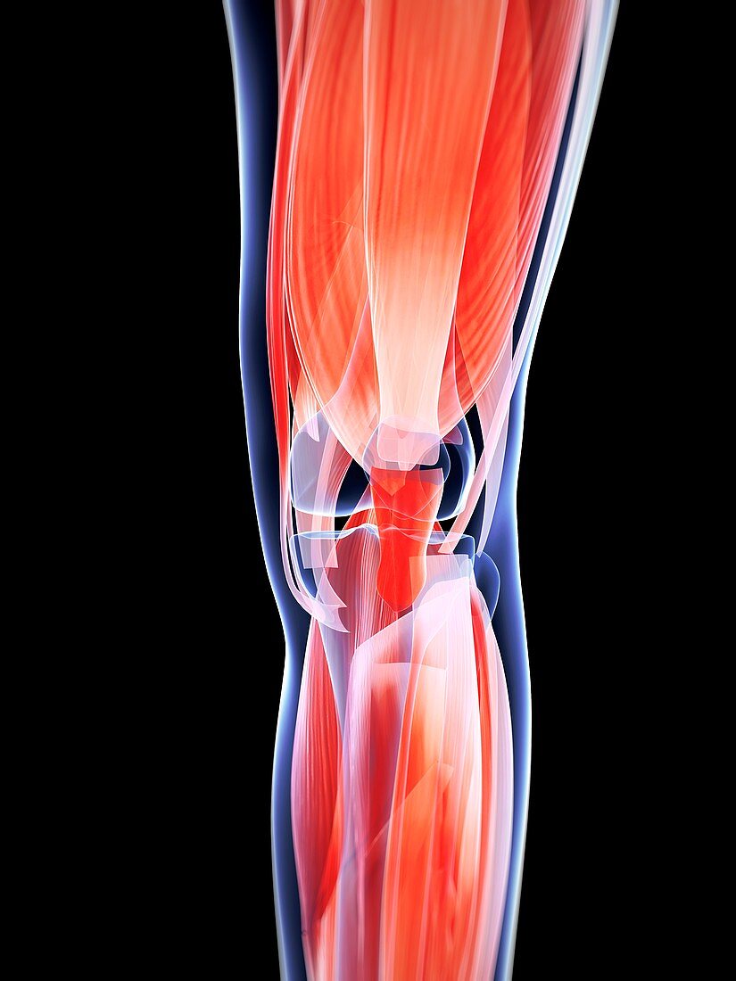 Human knee muscles,artwork