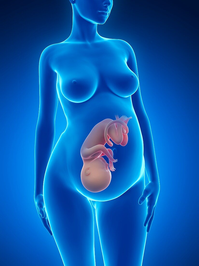 Human pregnancy,artwork