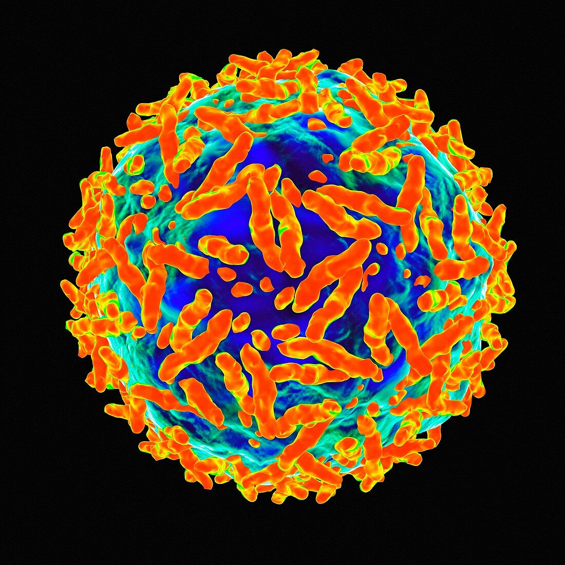 Adeno associated virus,artwork