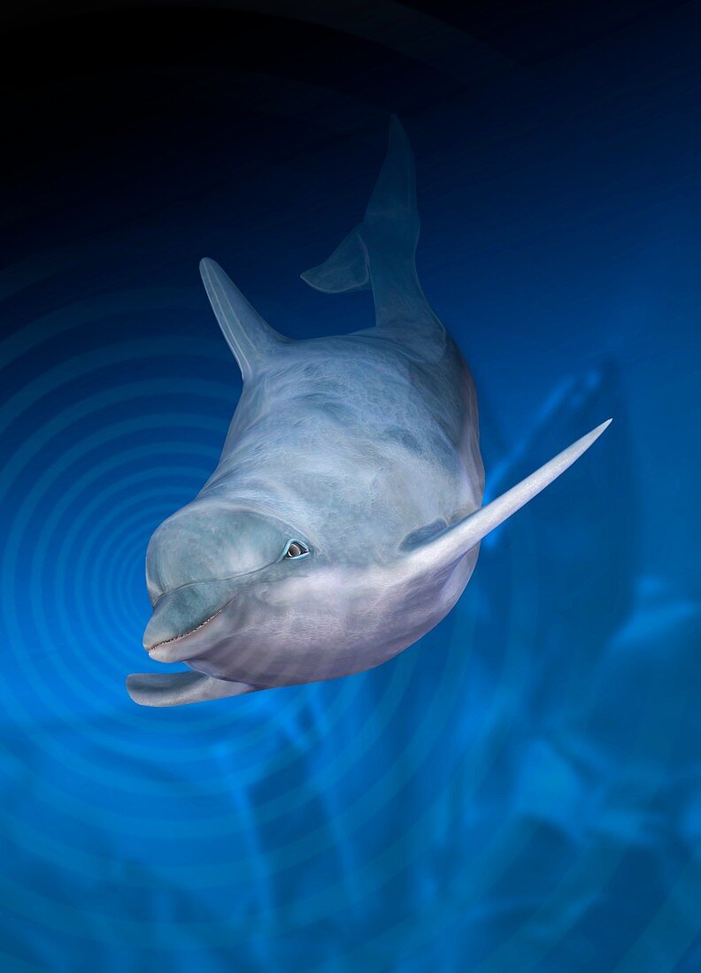 Dolphin using echo location