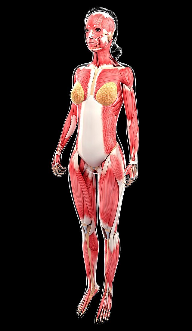 Female muscular system,artwork