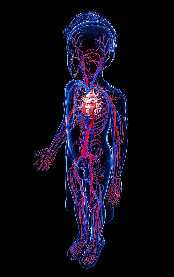 Human cardiovascular system,artwork