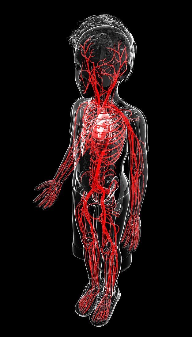 Human vascular system,artwork