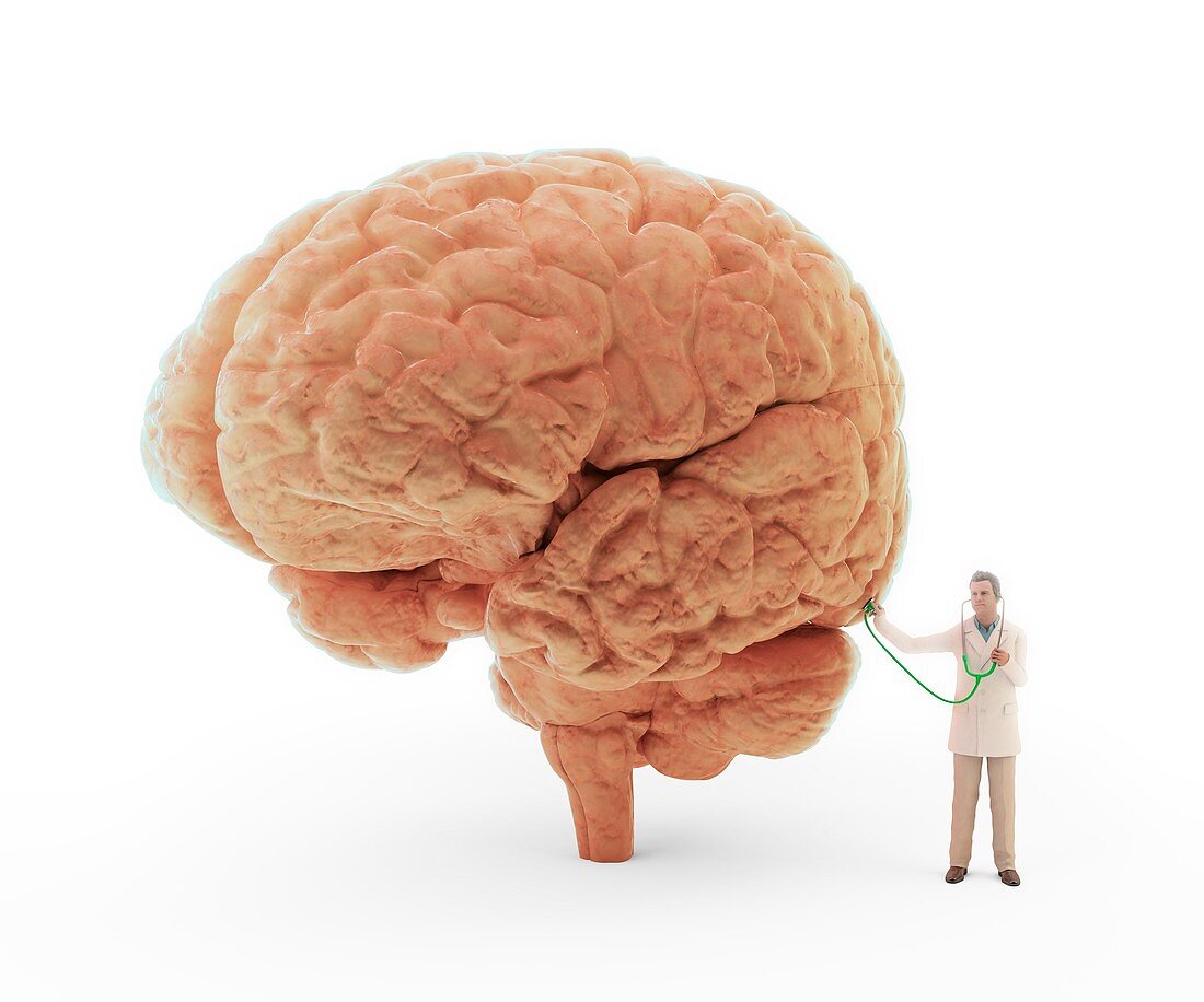 Doctor examining human brain,artwork
