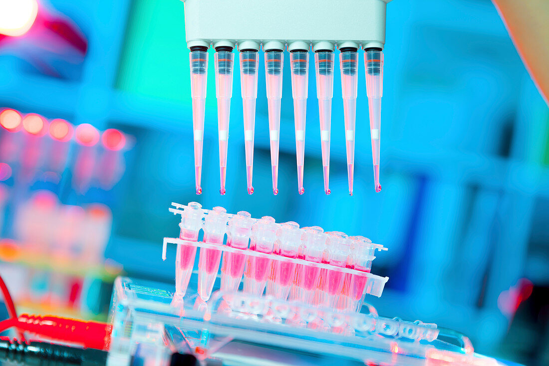 Multi pipettes used in microbiology lab