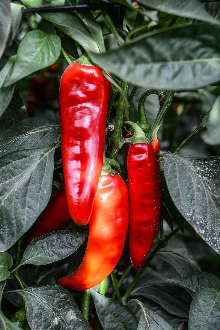 Red chilli peppers