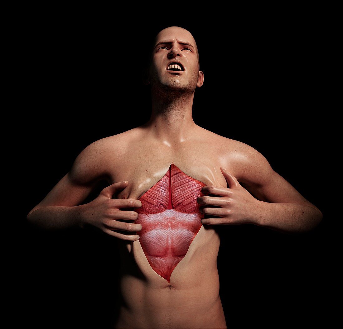 Human muscular system,artwork