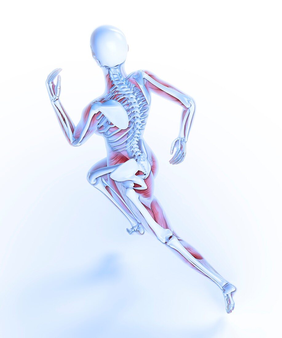 Human skeletal structure of a runner